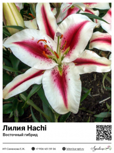Лилия Hachi (Восточный [ориентальный] гибрид)