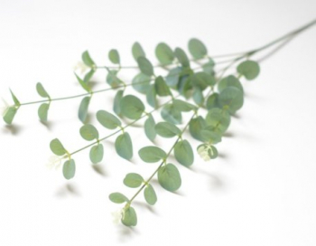 Искусственные цветы, Ветка эвкалипта (1010237) зеленый