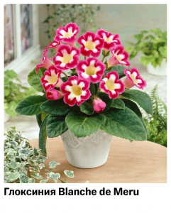 Глоксиния Blanche de Meru