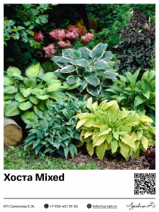 Хоста Mixed