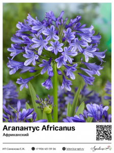 Агапантус Africanus (Африканский)