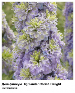 Дельфиниум Highlander Christal Delight (Шотландский)