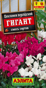 1731A Цикламен персидский Гигант, смесь сортов 3 шт