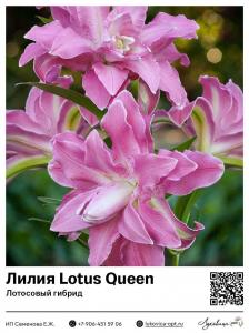 Лилия Lotus Queen (Лотосовый гибрид)