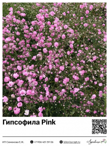 Гипсофила [Качим] Pink (Метельчатая)