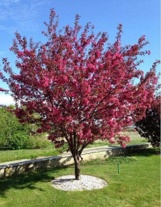 Яблоня декоративная Роялти 1 шт С2