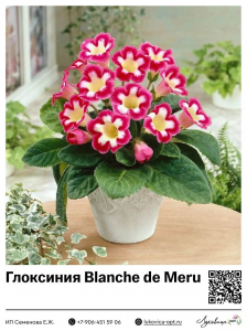 Глоксиния Blanche de Meru