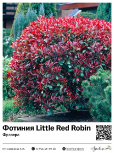Фотиния Фразера Little Red Robin (Литл Ред Робин)