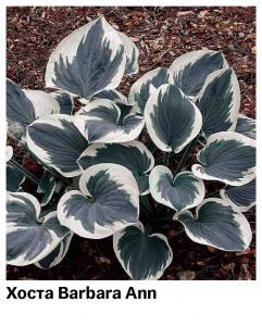 Хоста Barbara Ann