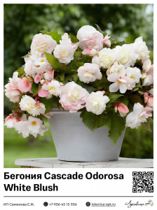 Бегония Cascade Odorosa White Blush
