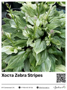 Хоста Zebra Stripes