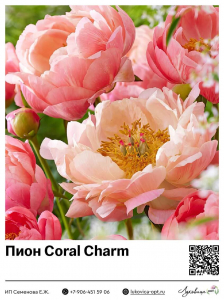 Пион Coral Charm