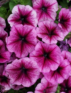 Петуния грандифлора Снени F1 10 шт