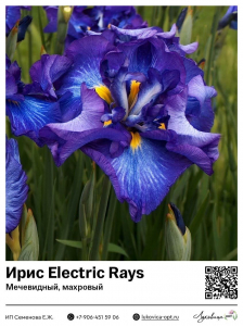 Ирис Electric Rays (Мечевидный, махровый)