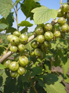 Смородина черная Снежная королева (зеленоплодная)1 шт