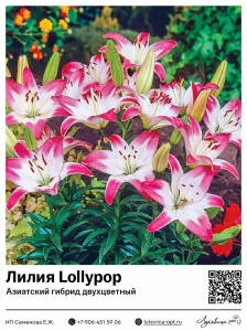 Лилия Lollypop (Азиатский гибрид, двухцветный)