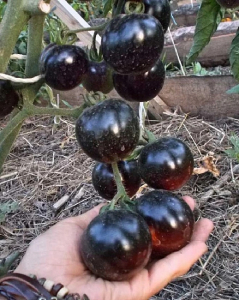 Томат Нуар коктейль F1 (Селекция 