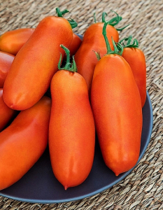 Томат Ялик (Селекция 