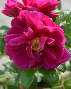Роза rugosa (сорт 'Emotion')