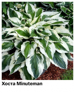 Хоста Minuteman