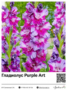 Гладиолус Purple Art