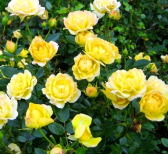 Роза полиантовая (сорт 'Yellow Fairy' )