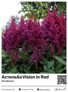 Астильба Vision in Red (Китайская)