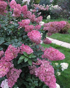 Гортензия метельчатая Сандей Фрейз 1 шт Р9