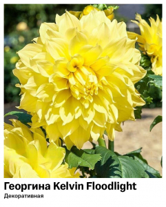 Георгина Kelvin Floodlight (Декоративная)