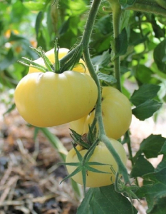 Томат Белый зубр (Селекция 