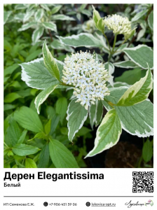 Дерен белый Elegantissima (Элегантиссима)