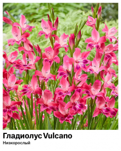 Гладиолус Vulcano (Низкорослый)