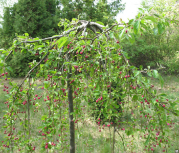 Яблоня ягодная 'Purpurea Pendula' PA 80