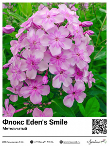 Флокс Eden's Smile (Метельчатый)