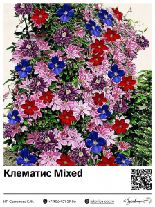 Клематис Mixed