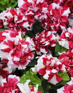 Петуния Дуо красный с белым 10 шт