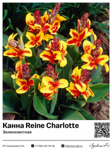 Канна Reine Charlotte (Зеленолистная)