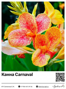 Канна Carnaval (Зеленолистная)