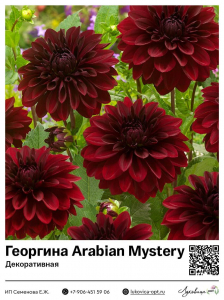 Георгина Arabian Mystery (Декоративная)
