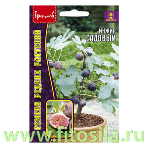 Инжир Садовый (Фиговое дерево) 30шт. (семена для проращивания)
