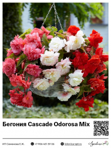 Бегония Cascade Odorosa Mix