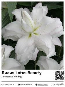 Лилия Lotus Beauty (Лотосовый гибрид)