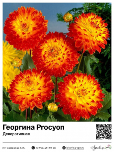 Георгина Procyon (Декоративная)