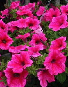 Петуния многоцветковая Сильвия F1 10 шт