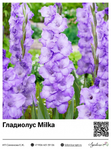Гладиолус Milka