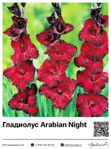 Гладиолус Arabian Night