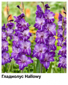 Гладиолус Hallowy