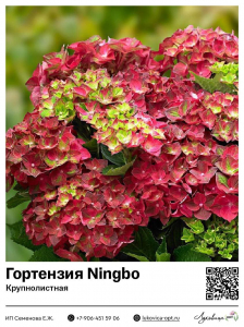 Гортензия крупнолистная Ningbo (Нинбо)