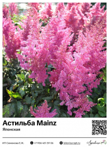 Астильба Mainz (Японская)