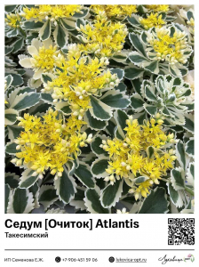 Седум [Очиток] Atlantis (Такесимский)